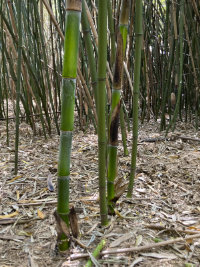 Mc-Bambus Halmaustrieb im Mai 2024 auf unserer Bambusplantage